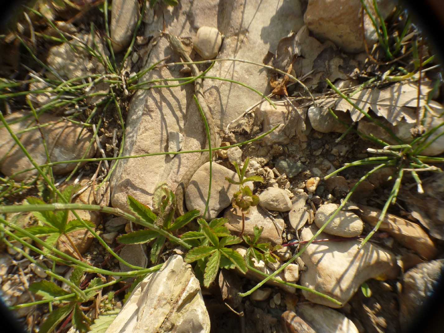 Natrix? S. Natrix tessellata